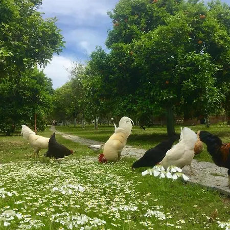 Myland Nature