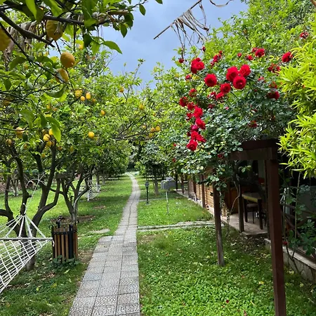 Myland Nature 2* Çıralı