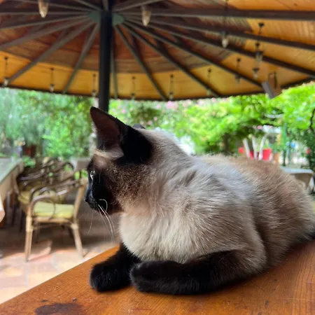 Myland Nature Çıralı