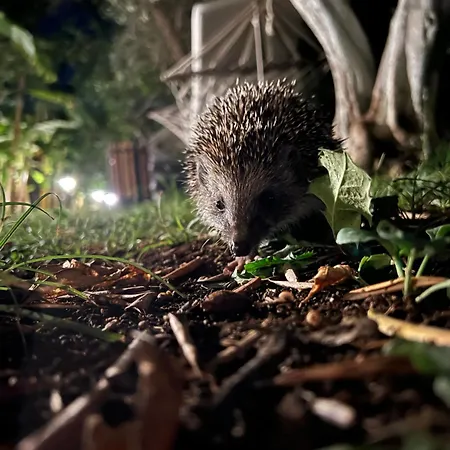 Myland Nature Ferienpark Çıralı